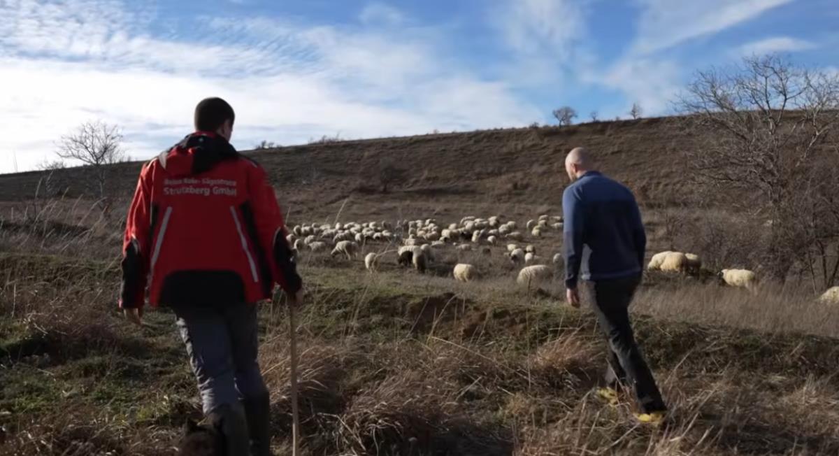 Umesto grada, Miloš izabrao da živi sa 300 ovaca
