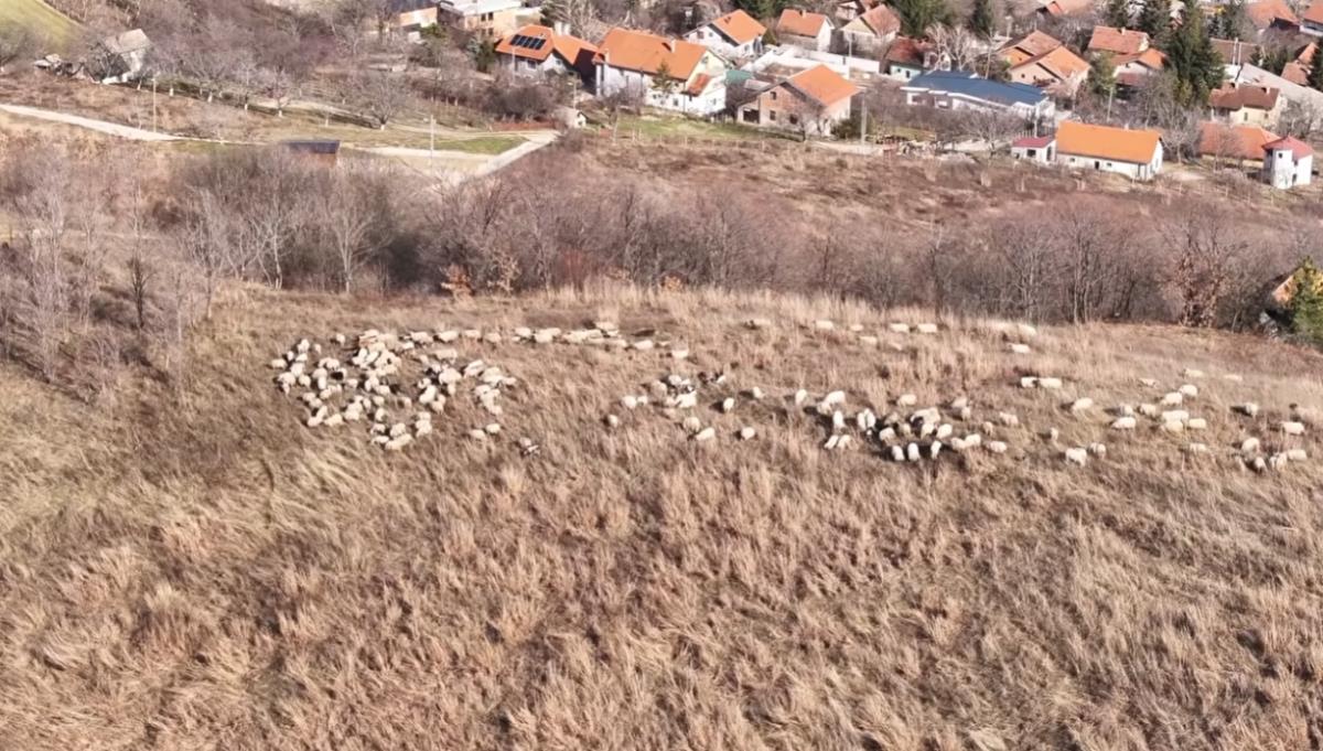 Umesto grada, Miloš izabrao da živi sa 300 ovaca