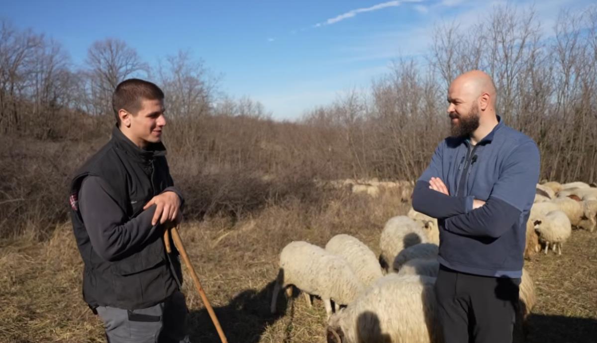 Umesto grada, Miloš izabrao da živi sa 300 ovaca