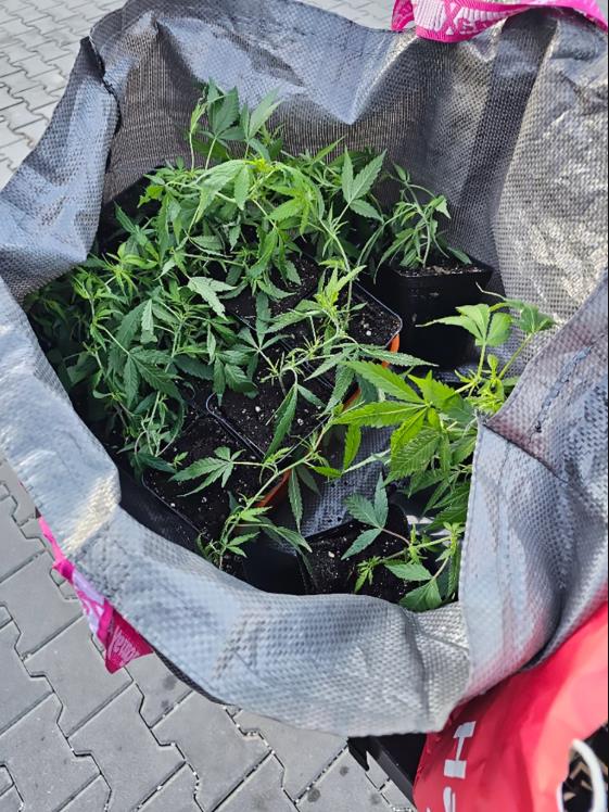 Krijumčarenje narkotika i oružja