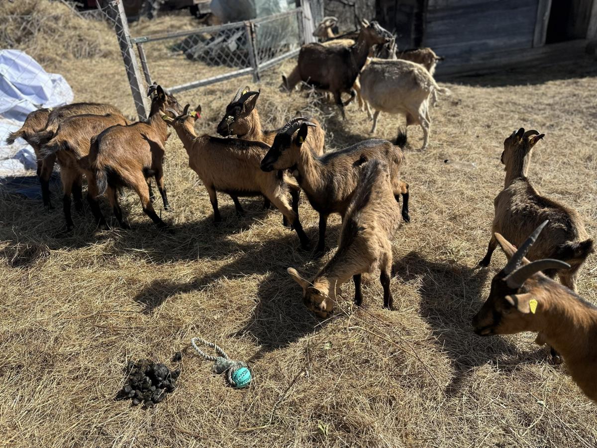 1773149567IVANJICA – Jovana Rajković, devojka koja je odlučila da ostane na selu - Foto -RINA 2.jpg