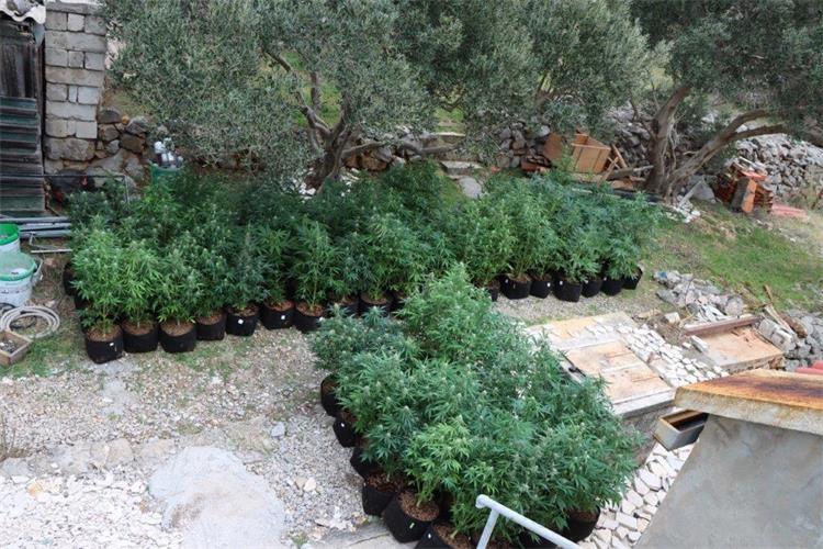 Marihuana konoplja (2).jpg