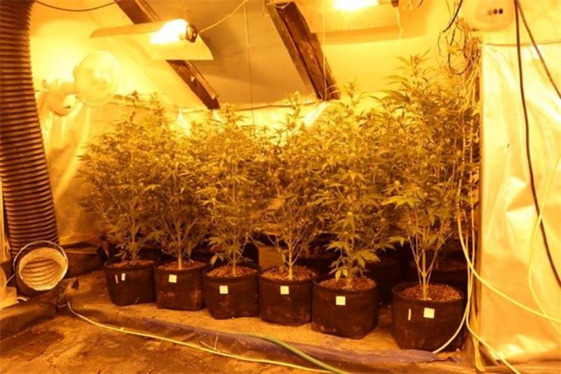 Marihuana konoplja (4).jpg