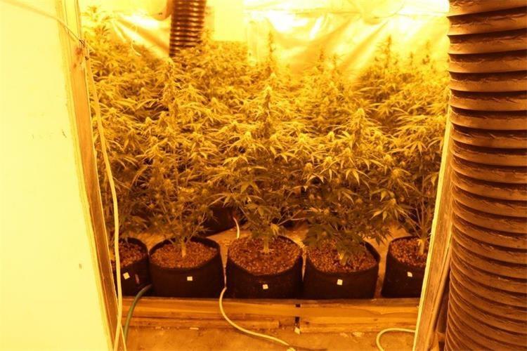 Marihuana konoplja (7).jpg