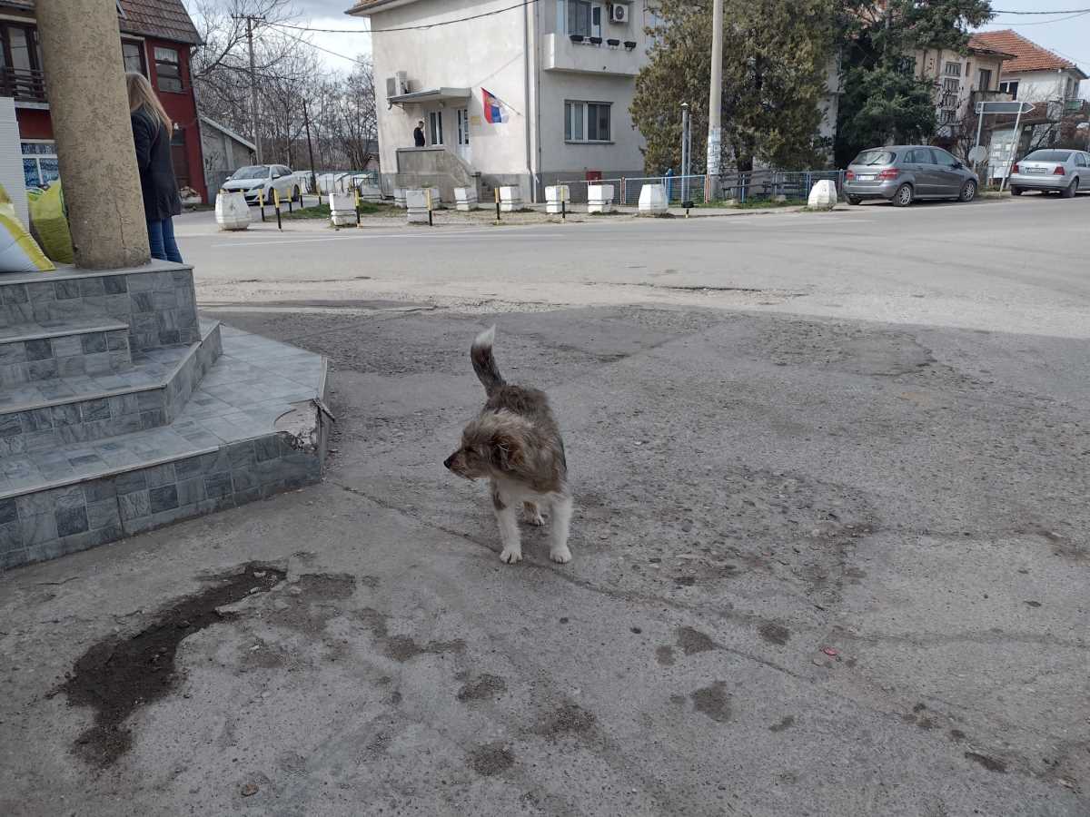 Aleksainac Tešica Bunar Psi (7).jpeg