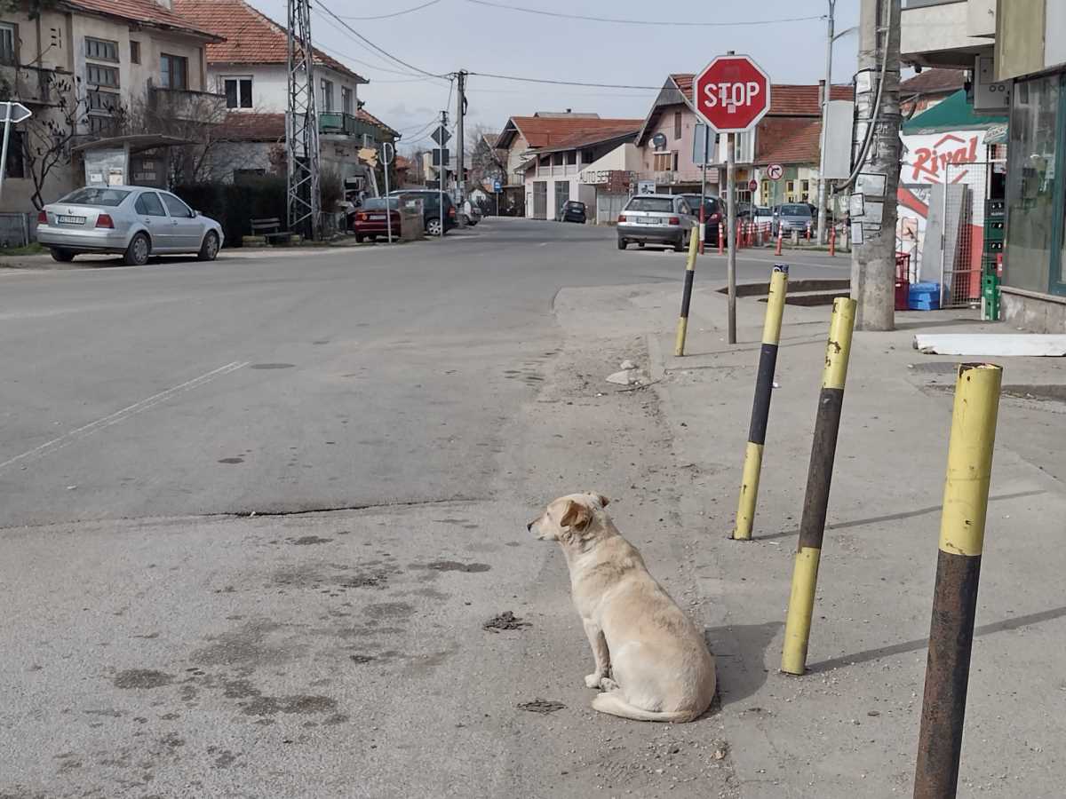 Aleksainac Tešica Bunar Psi (8).jpeg