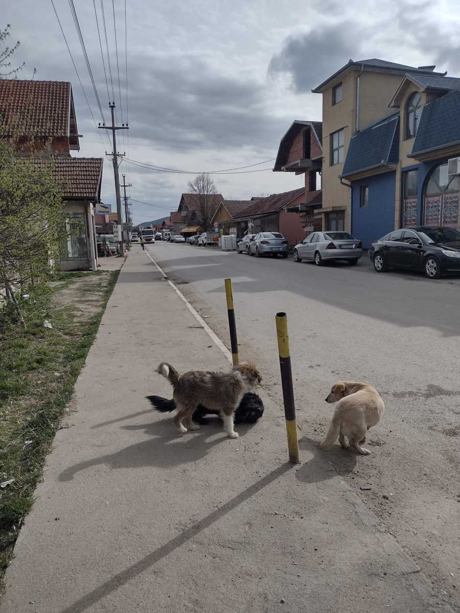 Aleksainac Tešica Bunar Psi (1).jpeg