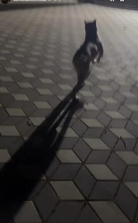 Darko Lazić se igra sa psom