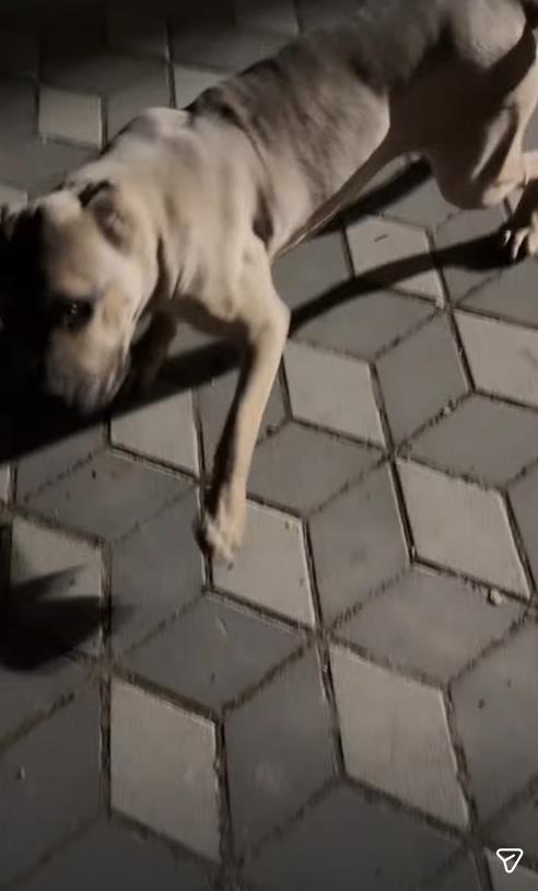 Darko Lazić se igra sa psom