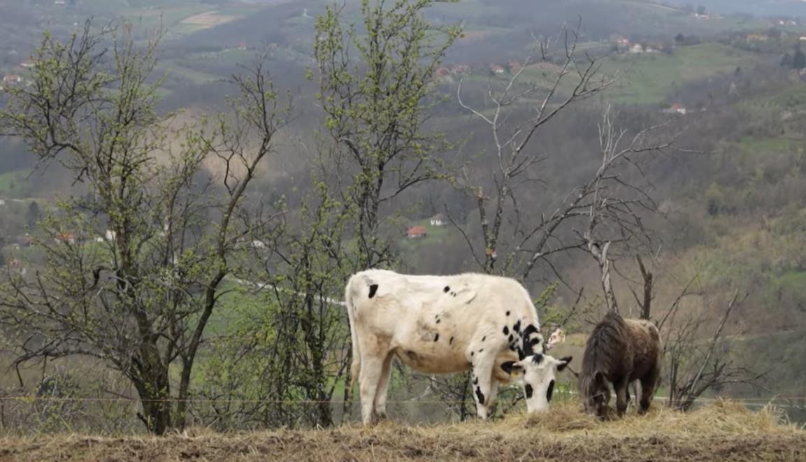 Imanje Srđana i Jelene Strainović u selu Lopatnica