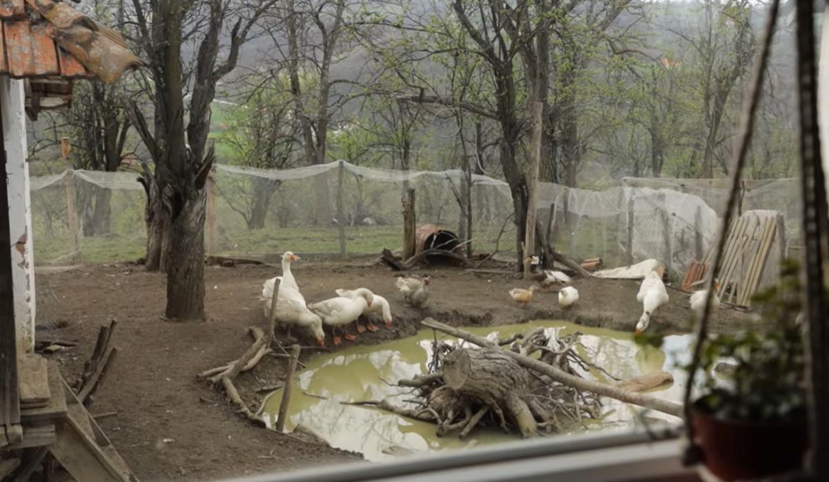 Imanje Srđana i Jelene Strainović u selu Lopatnica