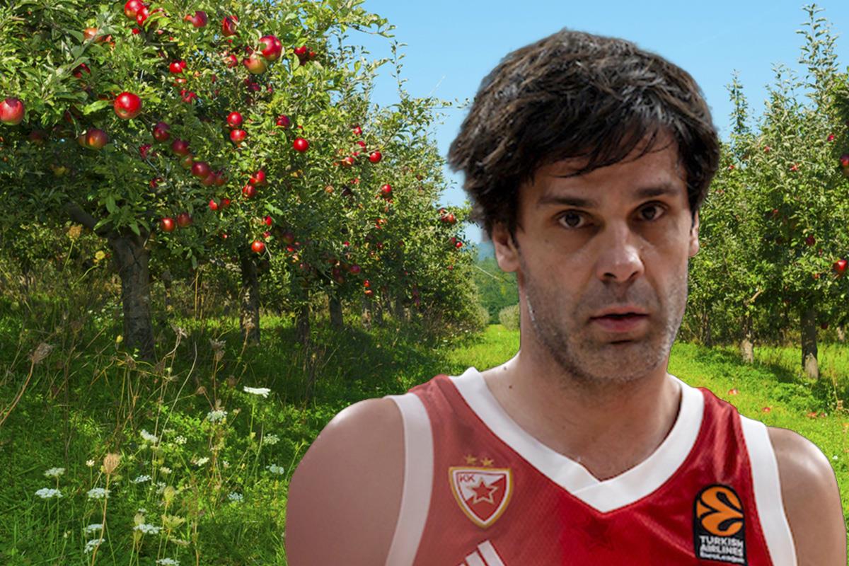 Milos Teodosić