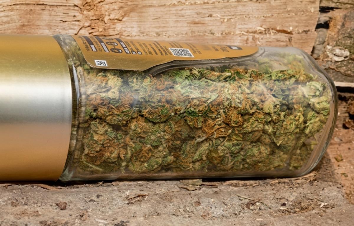 droga, marihuana, Šid