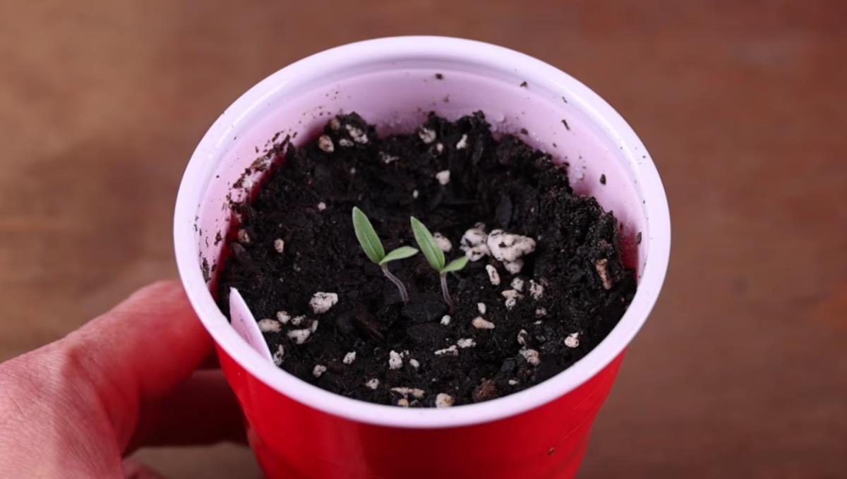 Screenshot 2026-03-30 154336.png