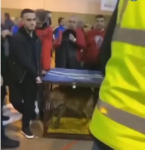 Vuk na turniru u Ulcinju.jpg