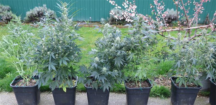 Marihuana Orahovci (4).jpg