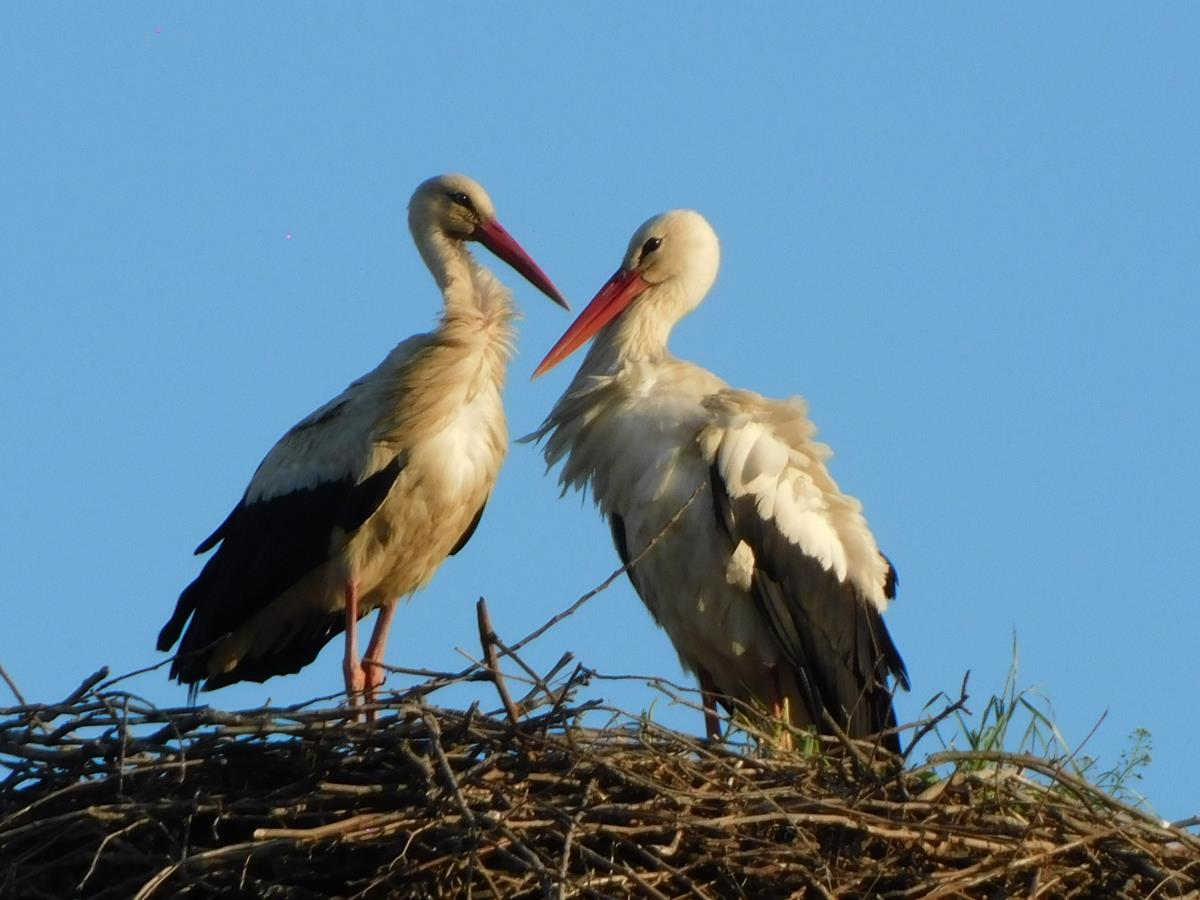 LOZNICA - Donose sreću i bebe.jpg