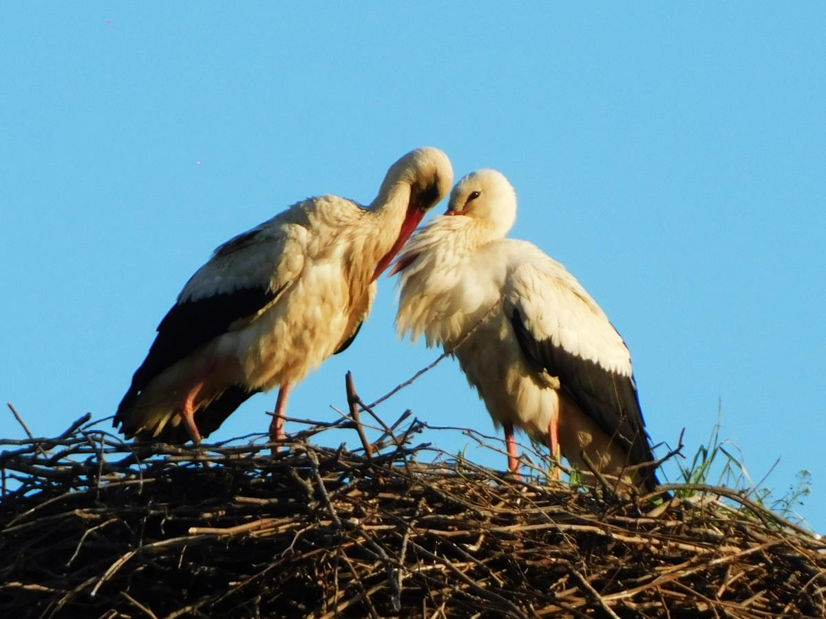 LOZNICA - Primer vernosti.jpg