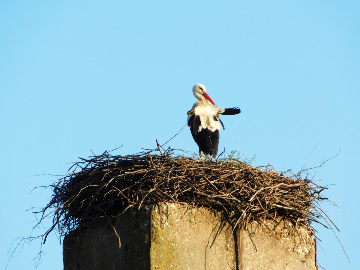 LOZNICA - Prvo dolazi mužjak.jpg