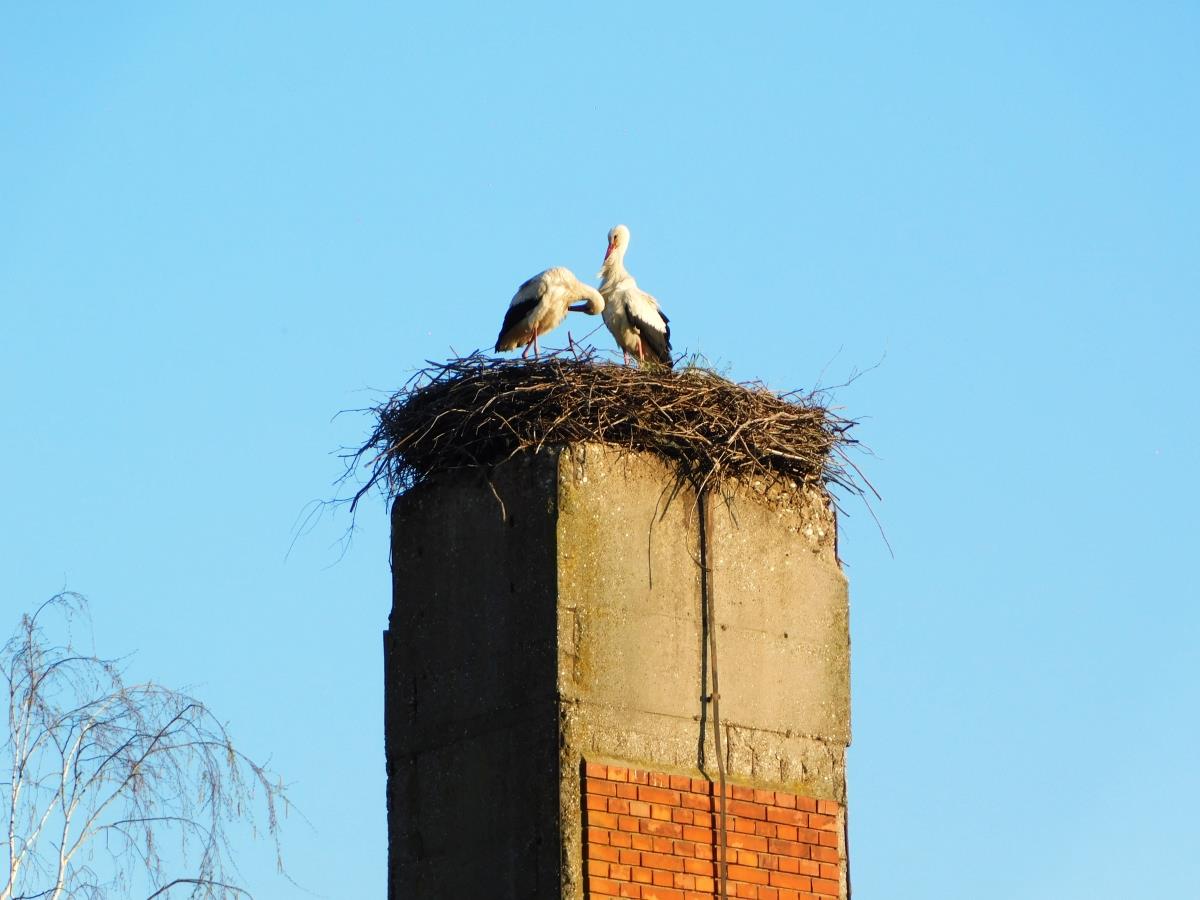 LOZNICA - Stara adresa.jpg
