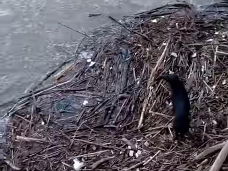 Foto - privatna arhiva - Spasavanje šteneta 3.jpg