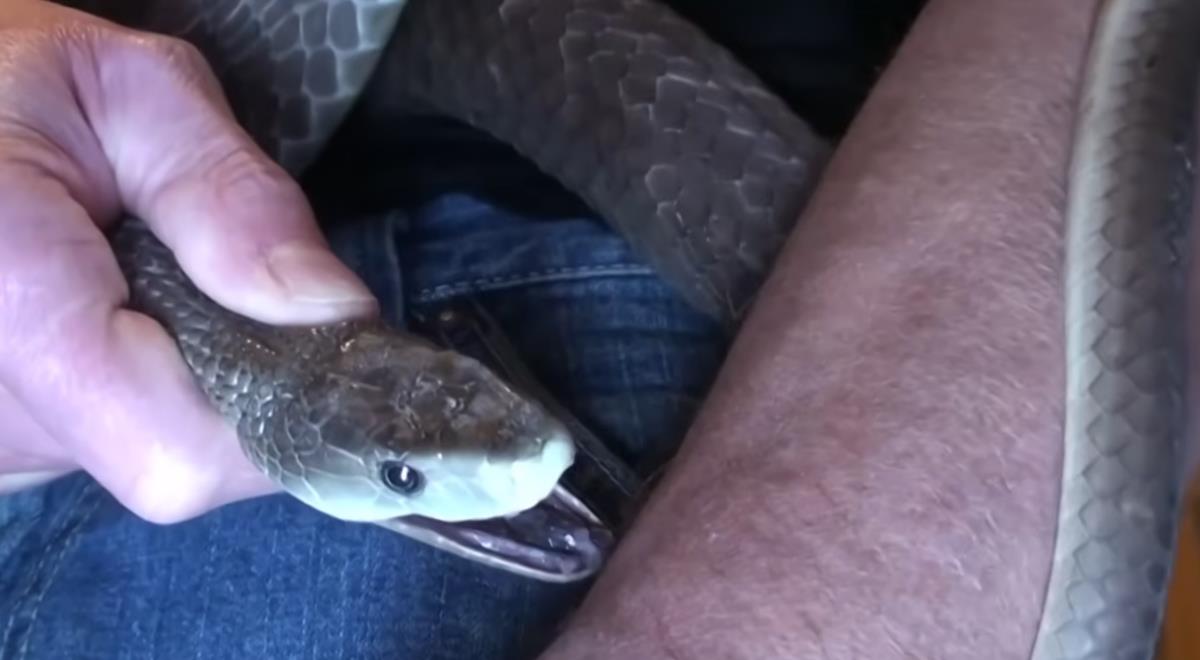 Tim Frid drži zmiju i učestvuje u eksperimentima sa otrovom (7).png