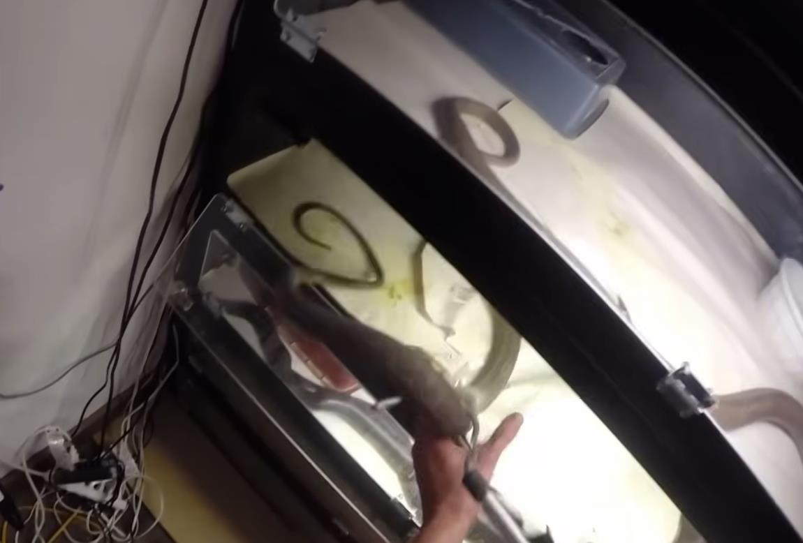 Tim Frid drži zmiju i učestvuje u eksperimentima sa otrovom (4).png