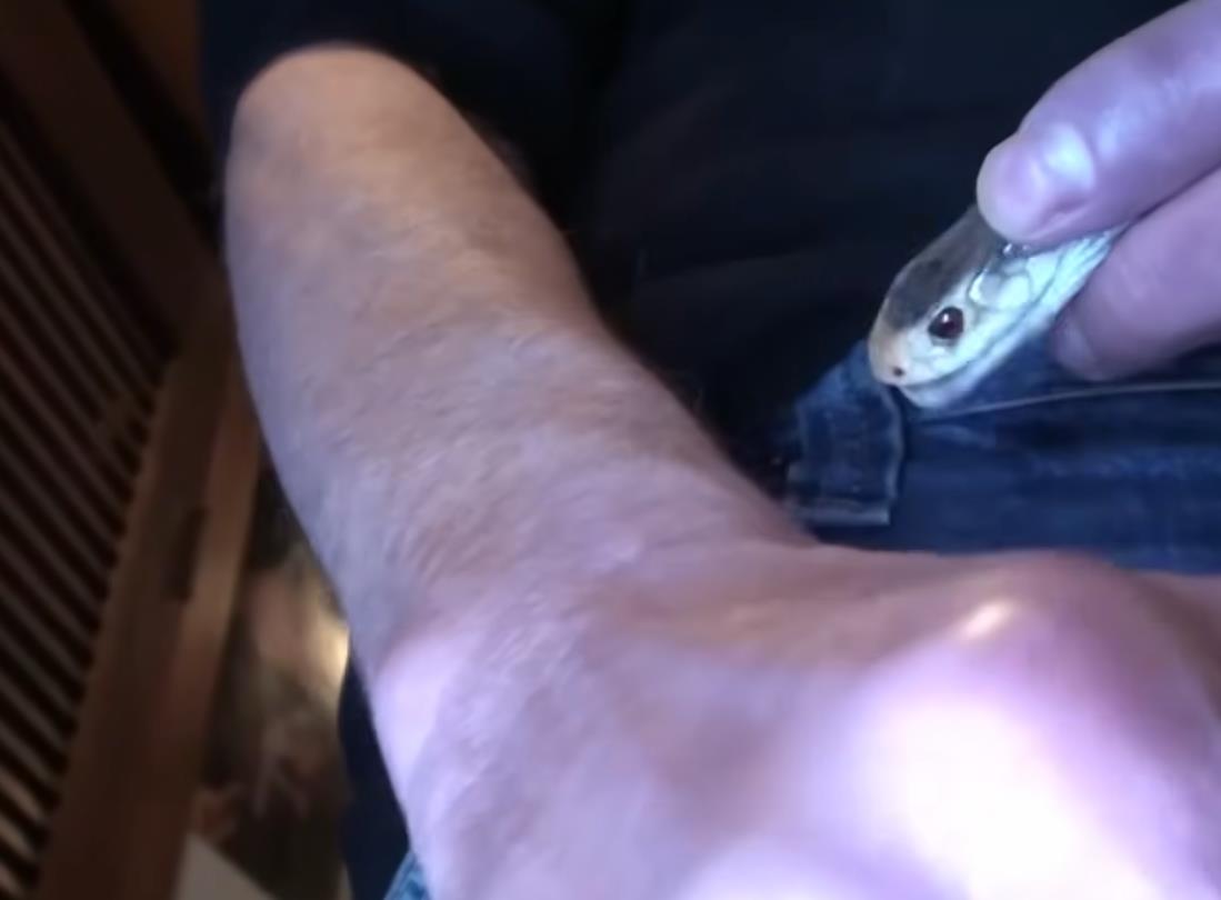 Tim Frid drži zmiju i učestvuje u eksperimentima sa otrovom (5).png