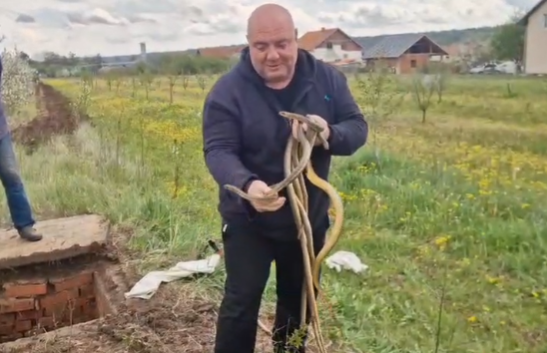 Vladica Stanković u Merošini uklonio 6 zmija iz šahta