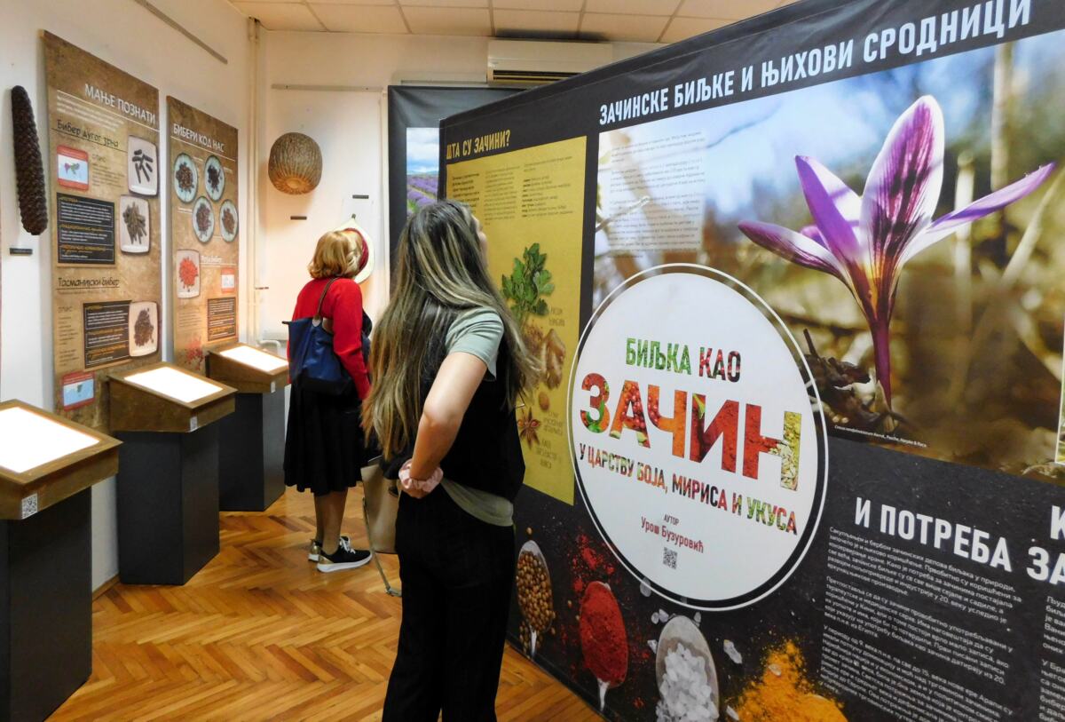 LOZNICA - Sve o začinima.jpg