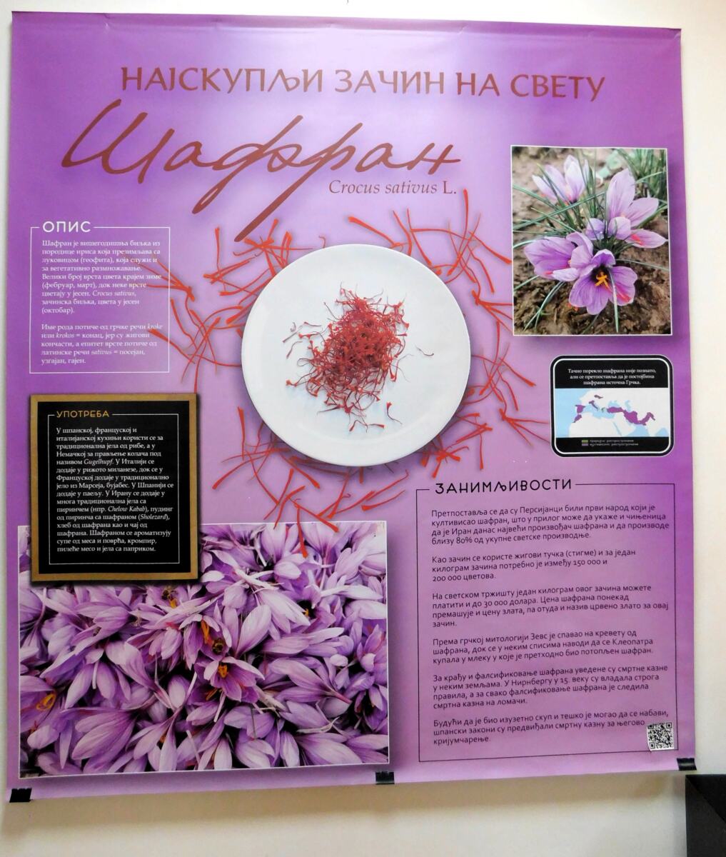 LOZNICA - Najskuplji.jpg