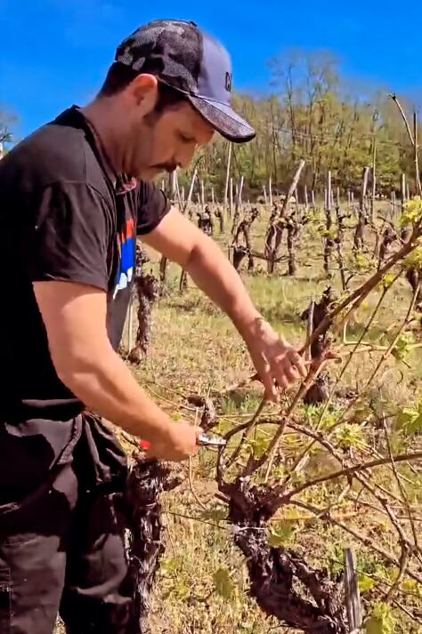 Kubura orezuje vinograd.PNG