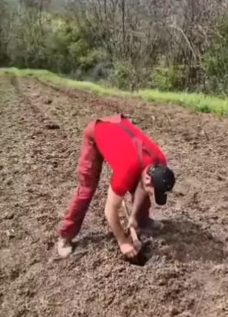 kubura sadi njivu.PNG