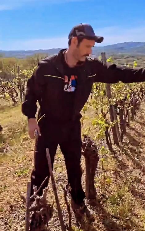 Kubura u vinogradu.PNG