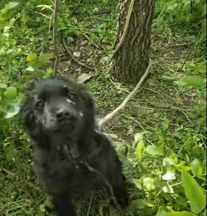 Pas vezan za drvo u šumi