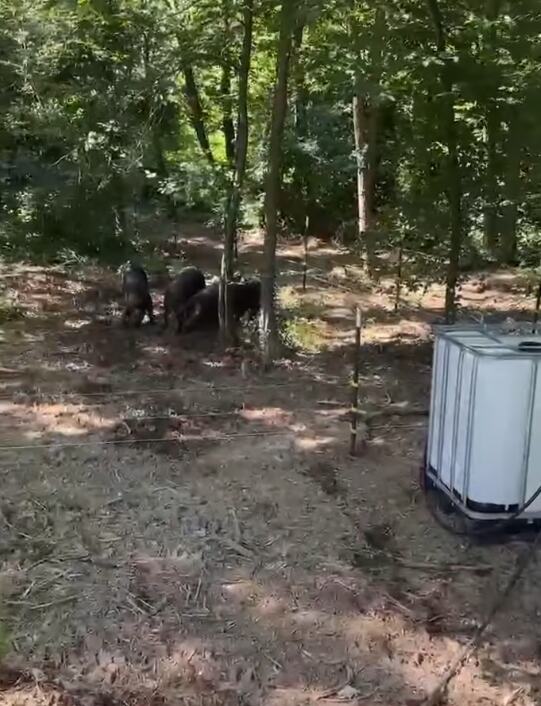 Marija Petronijević i život na selu (2).png