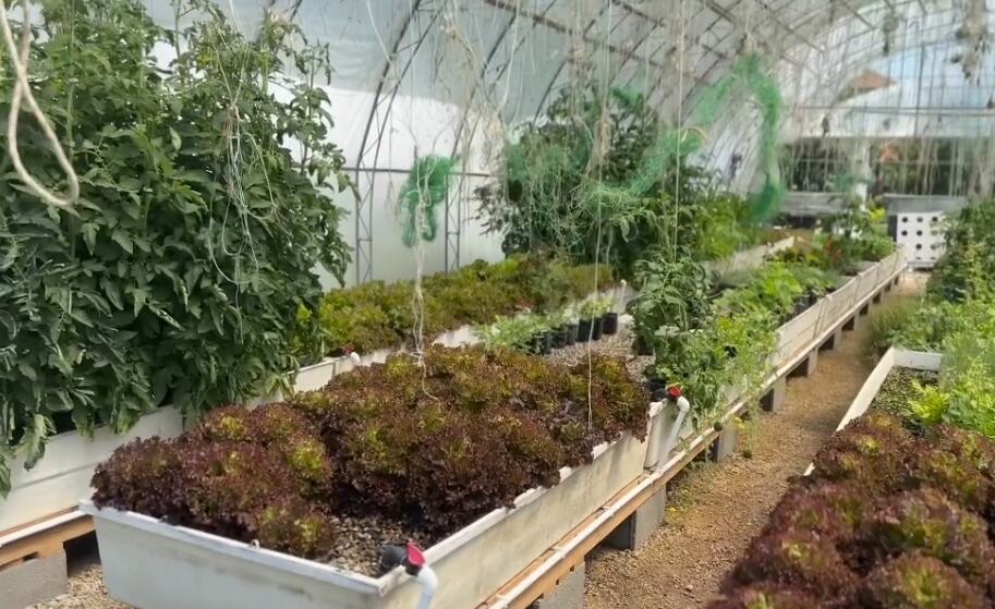 Marija Petronijević i život na selu  - ima svoj plastenik