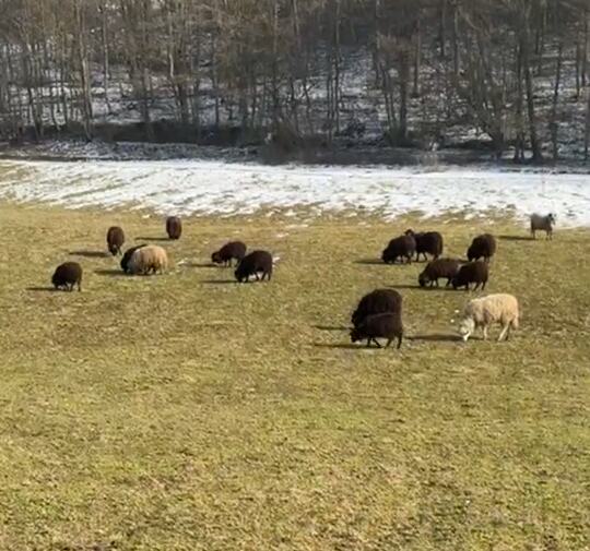 Marija Petronijević i život na selu (4).png