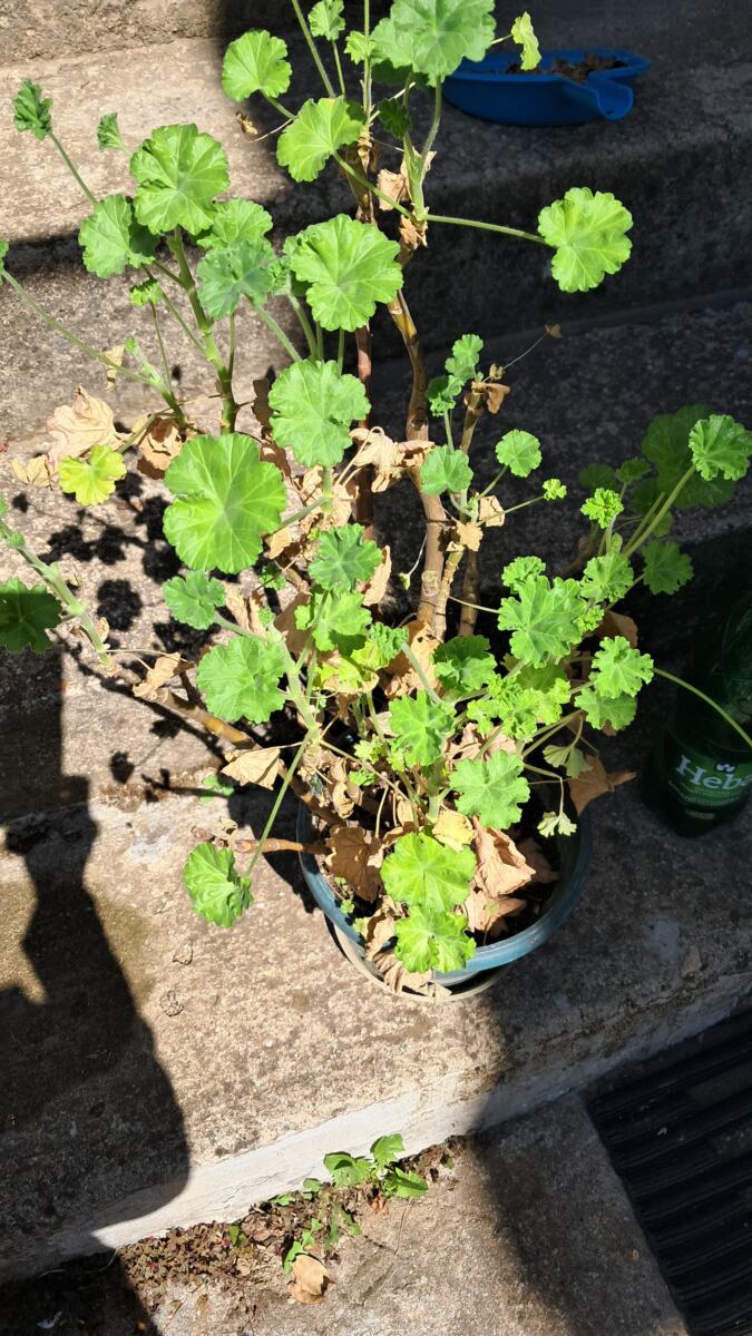 Iznošenje cveća nakon zime