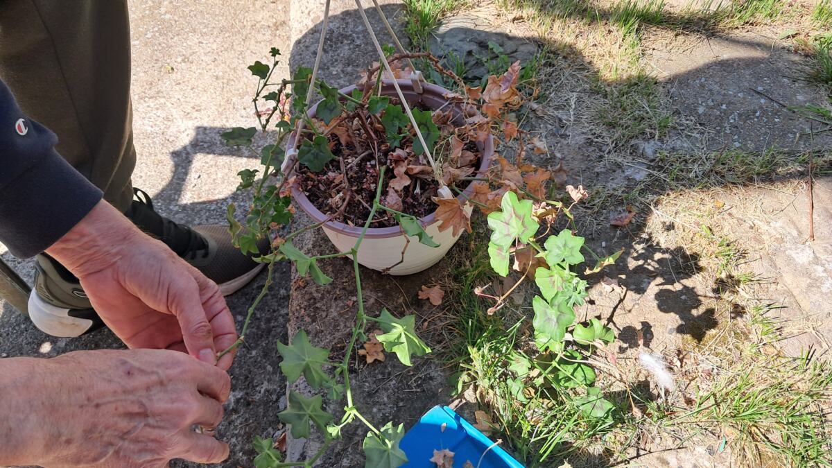 Iznošenje cveća nakon zime