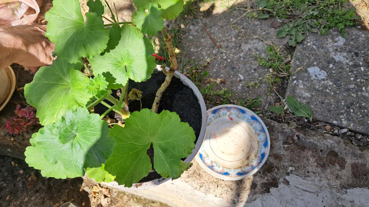 Iznošenje cveća nakon zime