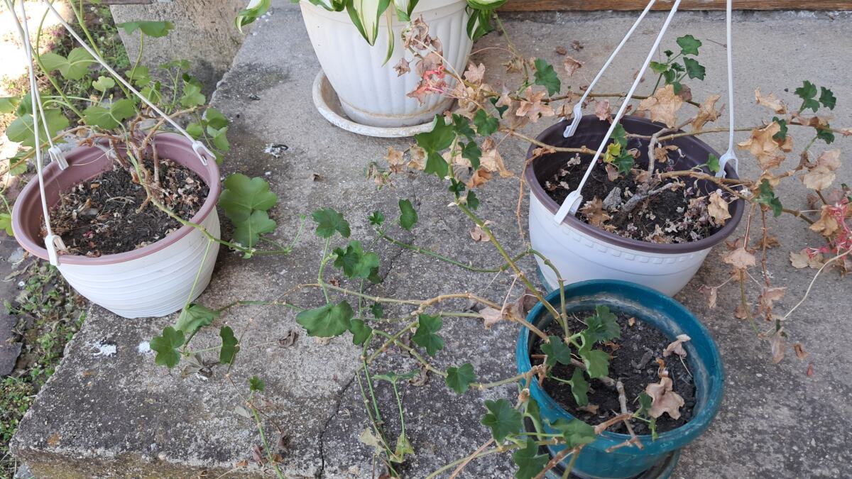 Iznošenje cveća nakon zime