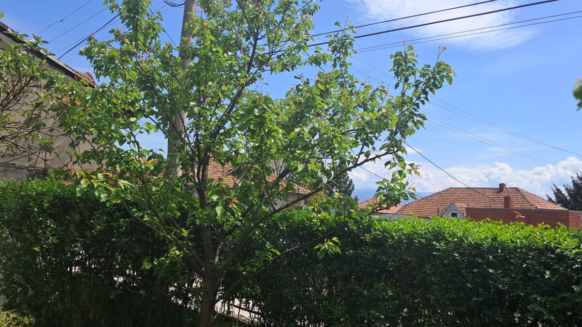 Maleni voćnjak u Vranju