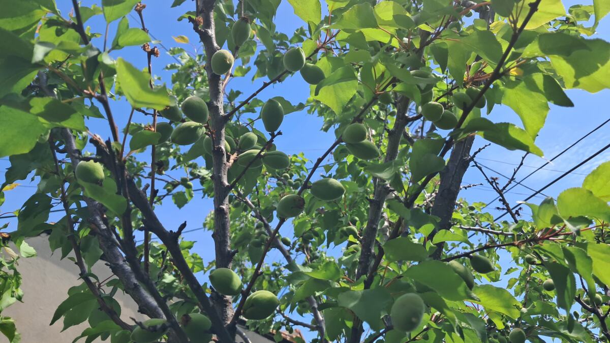 Maleni voćnjak u Vranju