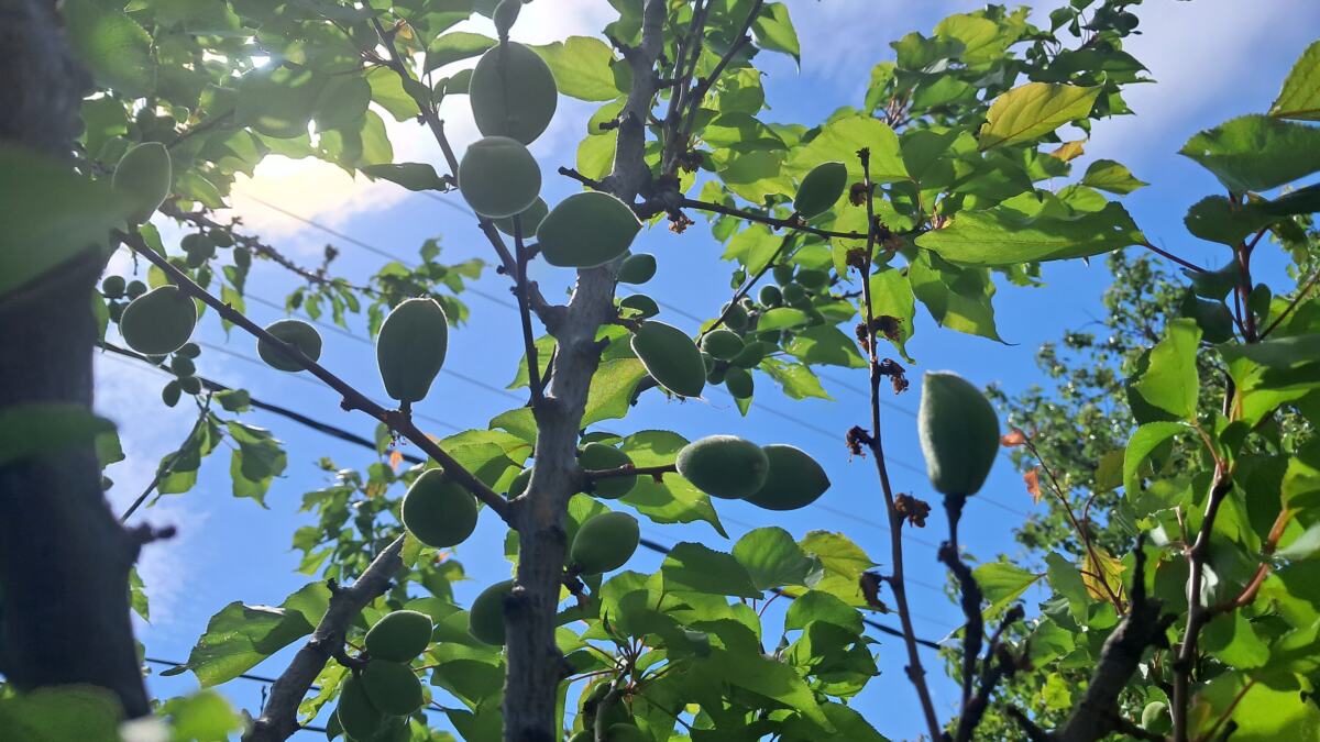 Maleni voćnjak u Vranju