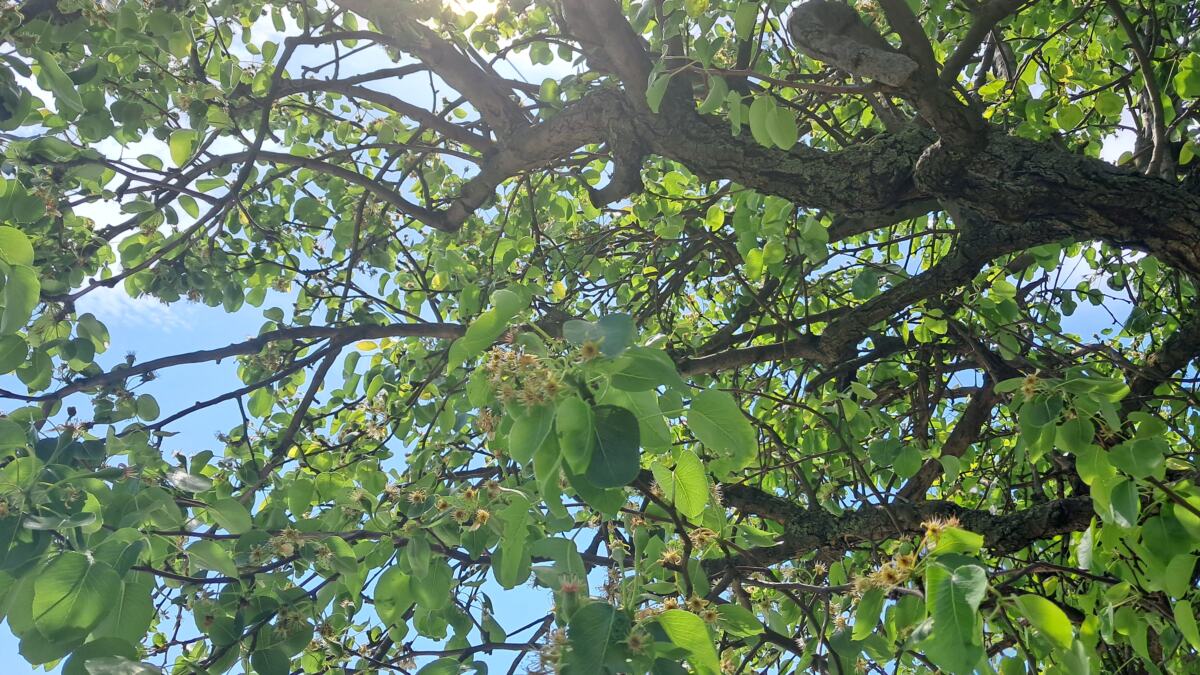 Maleni voćnjak u Vranju