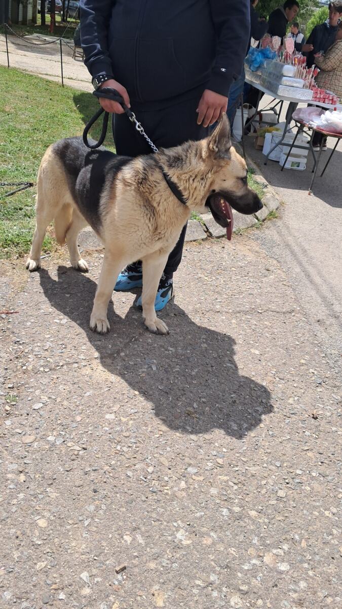 Međunarodna izložba pasa svih rasa u Vranju