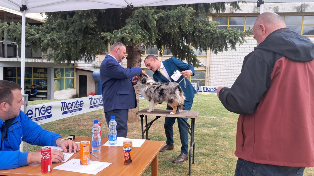 Međunarodna izložba pasa svih rasa u Vranju
