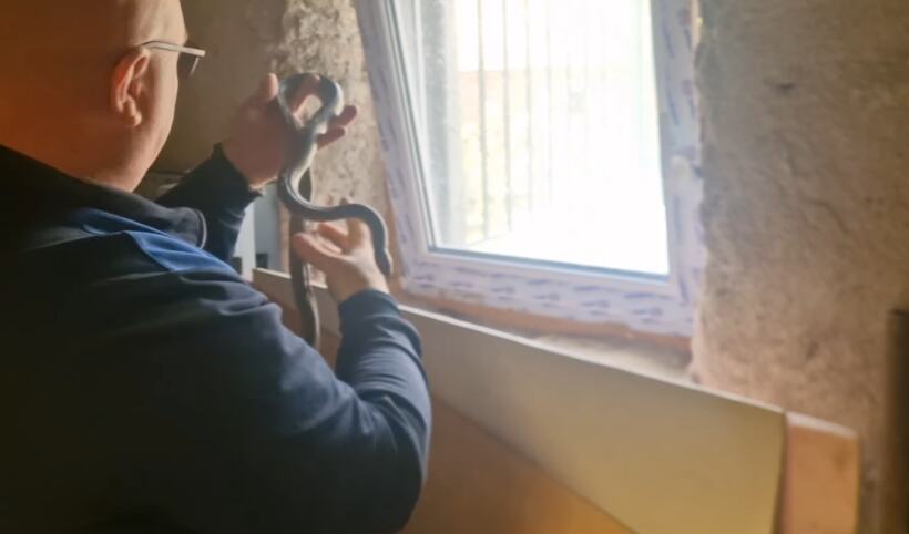 Vladica Stanković vadio zmiju zaglavljenu u prozoru