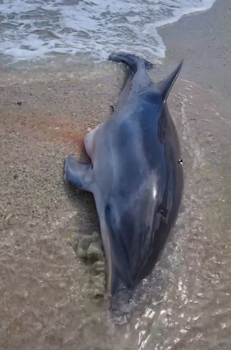 delfin Hanioti (3).png